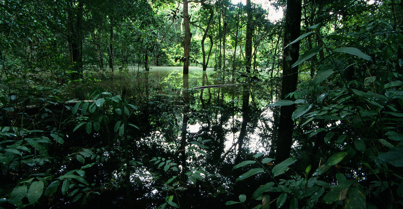 BDDR6F Flooded rainforest floor in the wet season. Feargus Cooney / Alamy Stock Photo