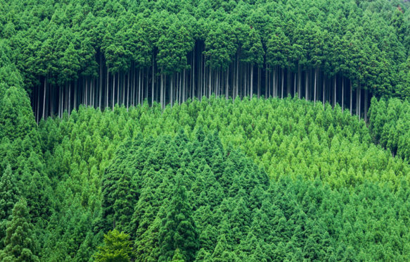 C5GNX4 Kitayama Japan cedar, afforestation, forestry, Kitayama, Kyoto, Kyoto, Kinki, Japan