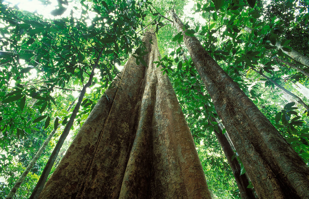 Primary rainforest Langkawi Malaysia. Credit: David Noton Photography / Alamy Stock Photo A9G5X1