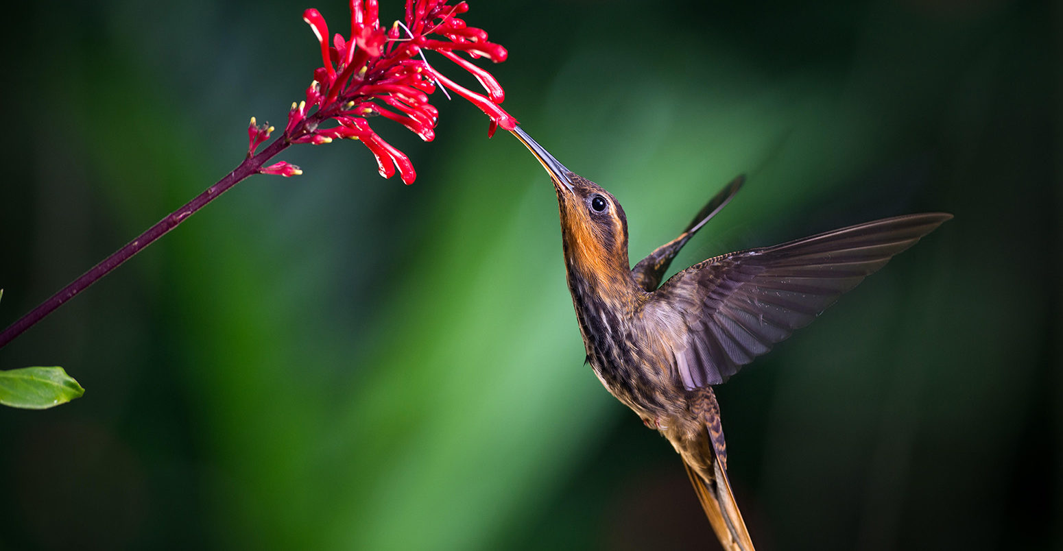 Saw-billed Hermit from the Atlantic Rainforest of SE Brazil. Credit: Octavio Campos Salles / Alamy Stock Photo FFKGJY