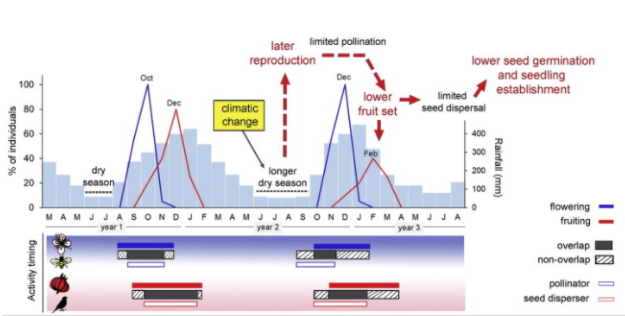 Schematic diagram showing the effects of climate change in tropical rainforests. On the top chart, blue bars show monthly rainfall, blue lines show the percentage of plants flowering and red lines show the percentage of plants producing fruit. The bottom chart shows the overlap (black) and non-overlap (striped) of the activity timing of flowers and pollinators (blue) and fruit and fruit-eating animals (red). Caption: Morellato et al. (2016)