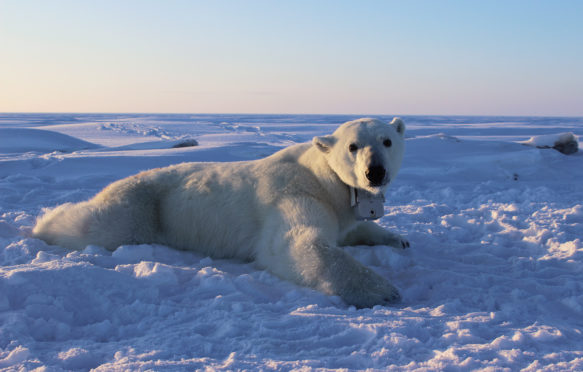 Polar bear with a GPS-equipped video camera collar, on the sea ice of the Beaufort sea.