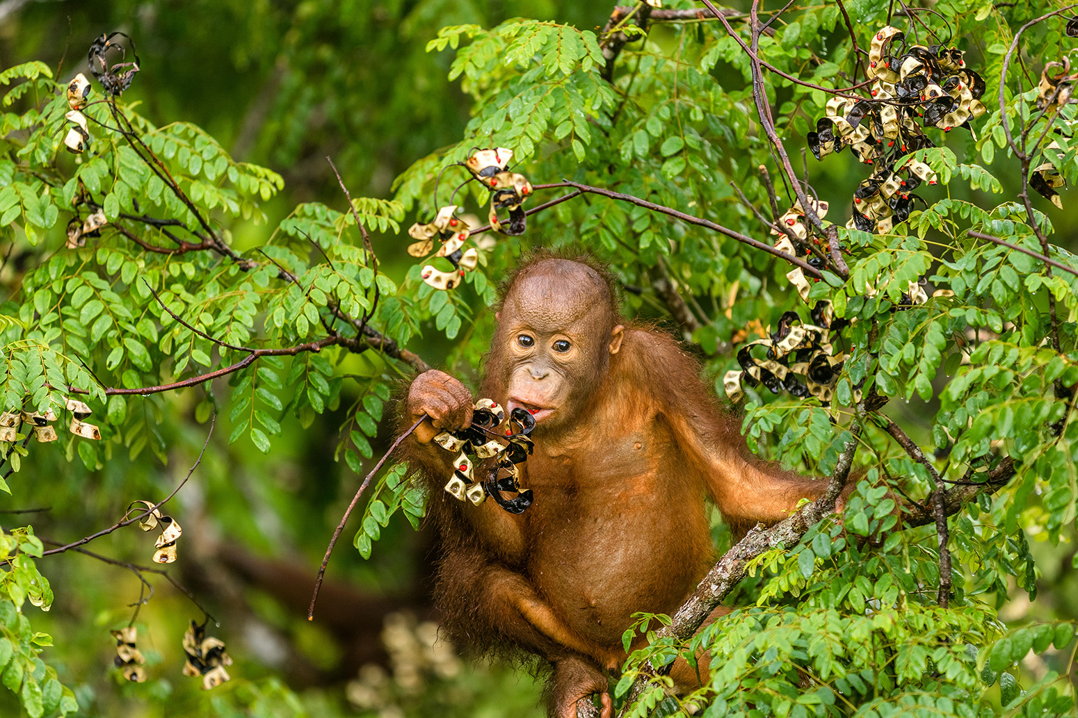 This wild young male orangutan is climbing the rainforest trees to find