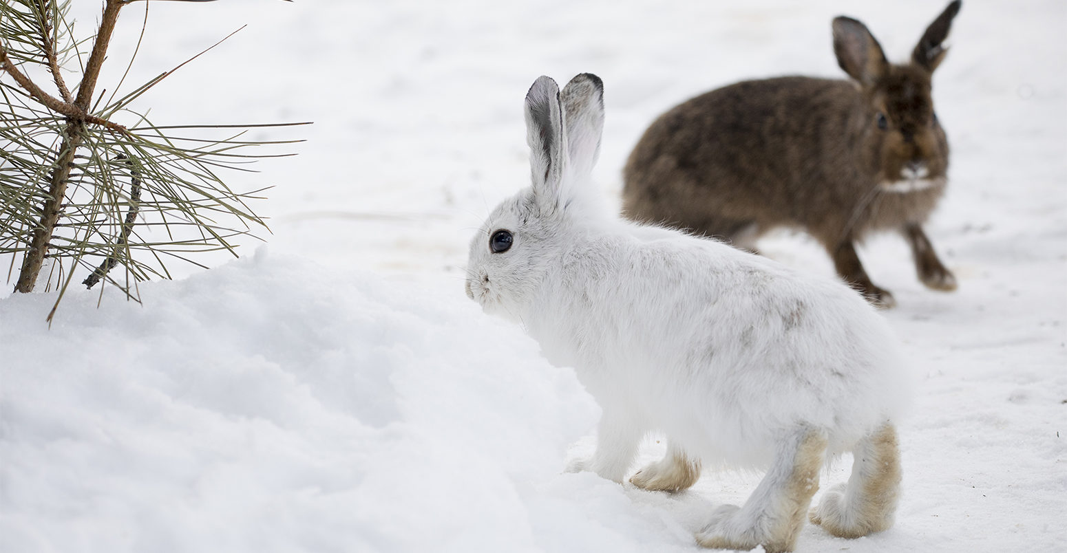 Animals with white winter camouflage could struggle to adapt to