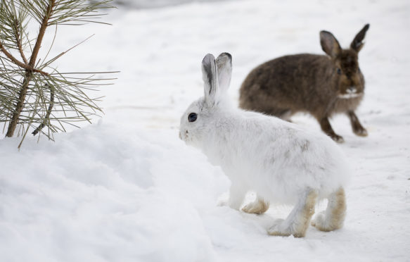 Snowshoe hares.