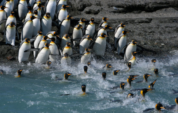 E462PE King penguins (Aptenodytes patagonicus) crossing water to reach breeding site, South Georgia. Taken on location for BBC Frozen Planet series, 2008.