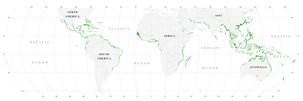 Mangrove forest distribution and dynamics (1975-2005) of the tsunami-affected region of Asia. World map of mangrove distribution. Giri, C., Z. Zhu, L.L. Tieszen, A. Singh, S. Gillette and J.A. Kelmelis. 2008. Journal of Biogeography 35: 519-528. Credit: Wikimedia Commons.