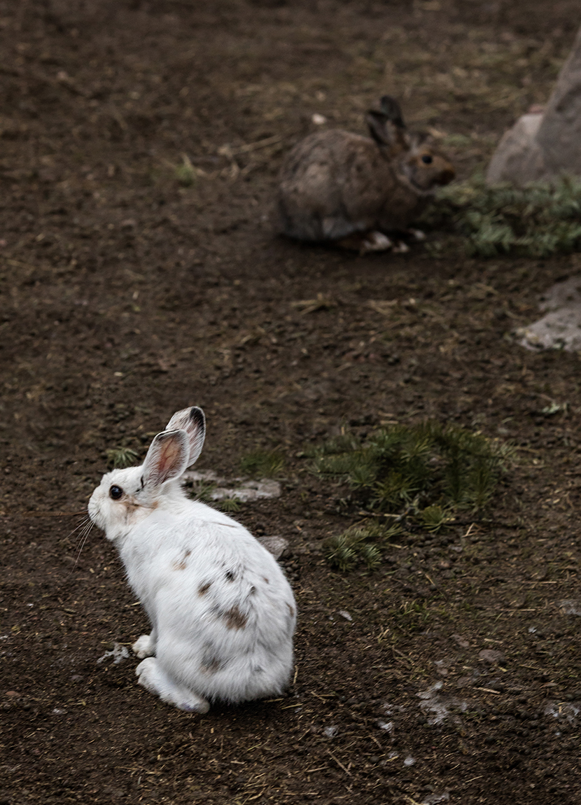 Animals with white winter camouflage could struggle to adapt to climate change - Carbon Brief Animals with white winter camouflage could struggle to adapt to climate change - Carbon Brief