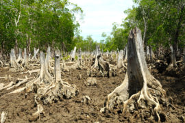 A deforested spot in a mangrove forest. Credit: Oliver S. - Madagascar General / Alamy Stock Photo. EDW769