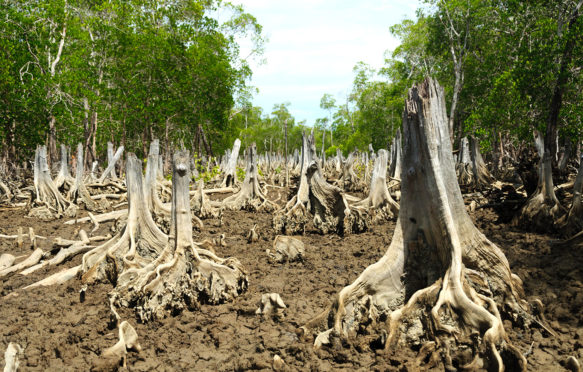 A deforested spot in a mangrove forest. Credit: Oliver S. - Madagascar General / Alamy Stock Photo. EDW769