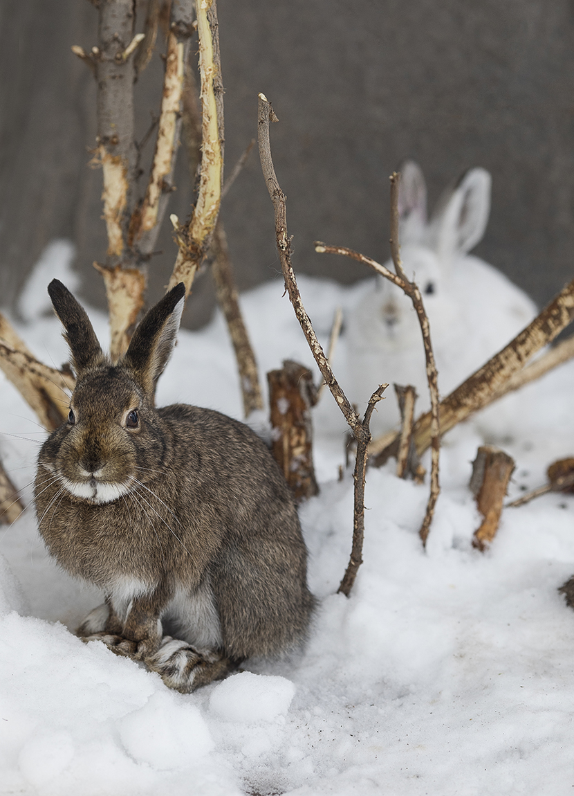Animals with white winter camouflage could struggle to adapt to climate change - Carbon Brief Animals with white winter camouflage could struggle to adapt to climate change - Carbon Brief