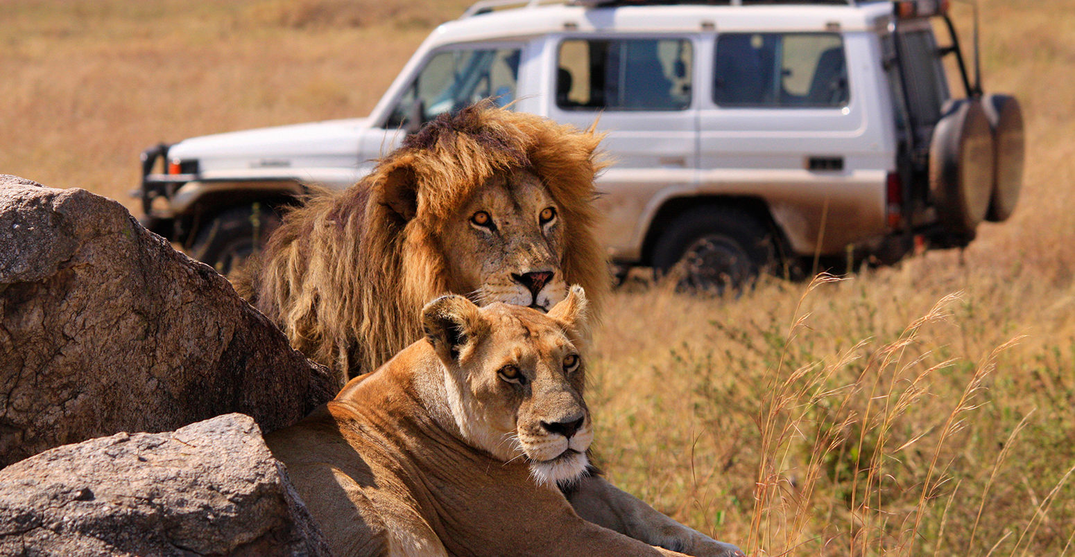 EBRGGN lion (Panthera leo), lion couple on rocks in the savannah, watching by a safari group, Tanzania, Serengeti National Park. Credit: blickwinkel / Alam