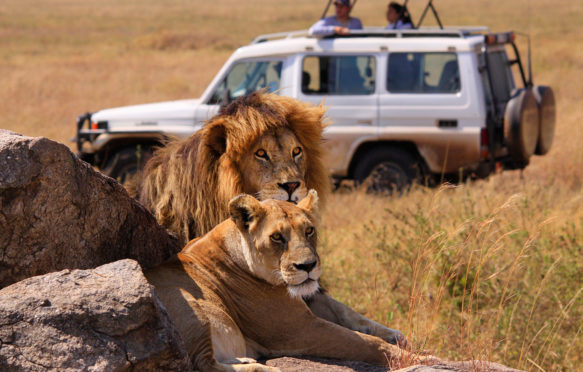 EBRGGN lion (Panthera leo), lion couple on rocks in the savannah, watching by a safari group, Tanzania, Serengeti National Park. Credit: blickwinkel / Alam