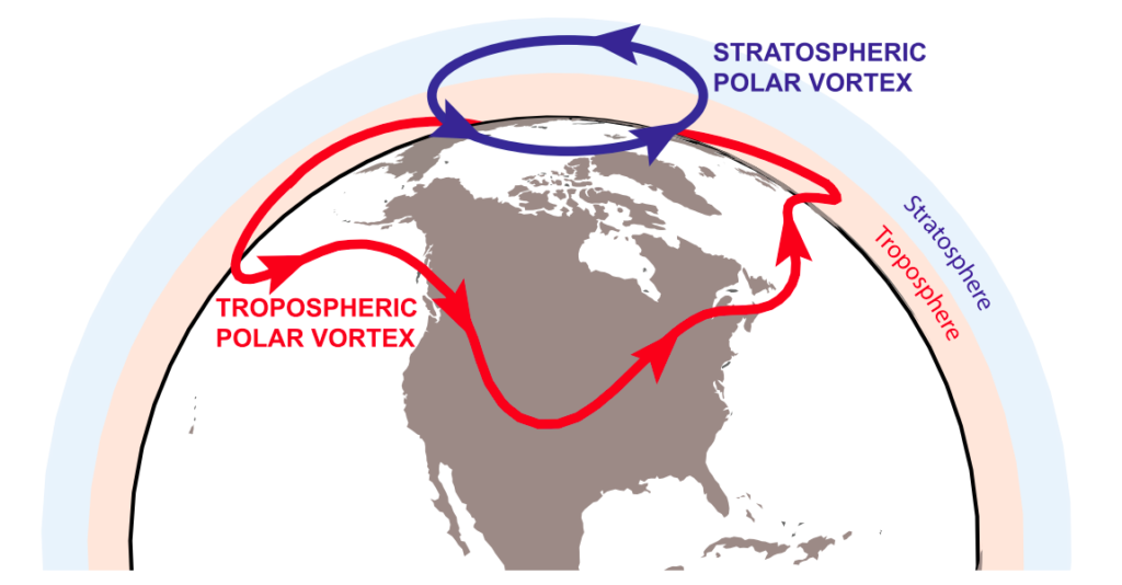 Illustration of the stratospheric (blue) and tropospheric (red) polar vortices. Source: Waugh et al. (2017). © American Meteorological Society. Used with permission.