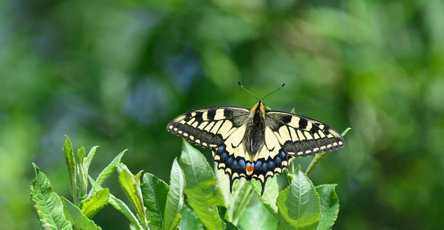 Swallowtail butterfly.