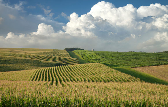 Corn and soybean fields in Minnesota. Credit: Daniel Thornberg / Alamy Stock Photo K25MCB