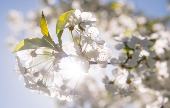MF17A5 Detail of blossoming cherry flowers with sun in background.