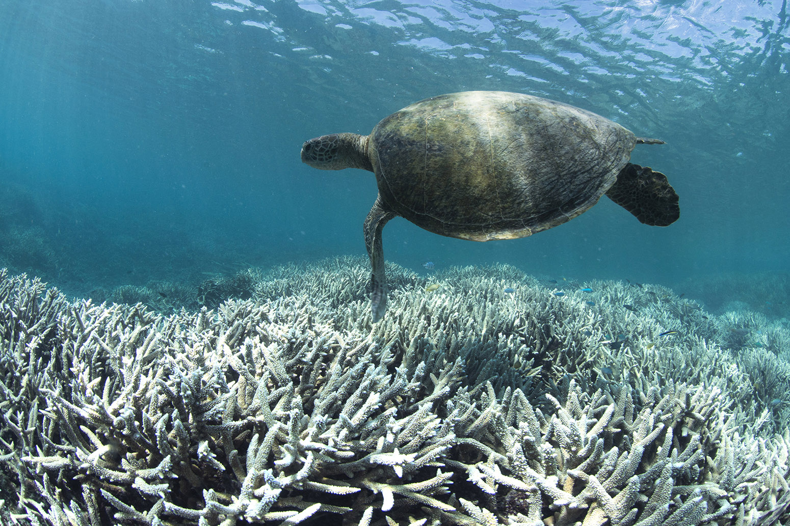 Great Barrier Reef at ‘unprecedented’ risk of collapse after major ...