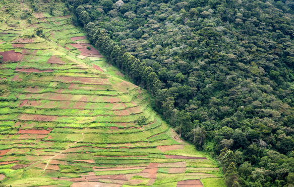 Deforestation for agriculture along border of Bwindi Impenetrable Forest NP, Uganda. Credit: Nature Picture Library / Alamy Stock Photo. K2EEGM