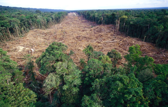 Clearing of tropical rainforest south of Lake Kutubu, Papua New Guinea. Credit: Minden Pictures / Alamy Stock Photo. H7PNTF