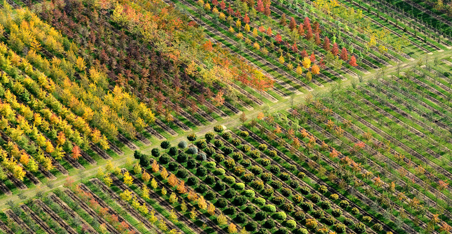 Aerial view, tree nursery, Beckedorf, Lower Saxony, Germany. Credit: imageBROKER / Alamy Stock Photo. DGKWAA