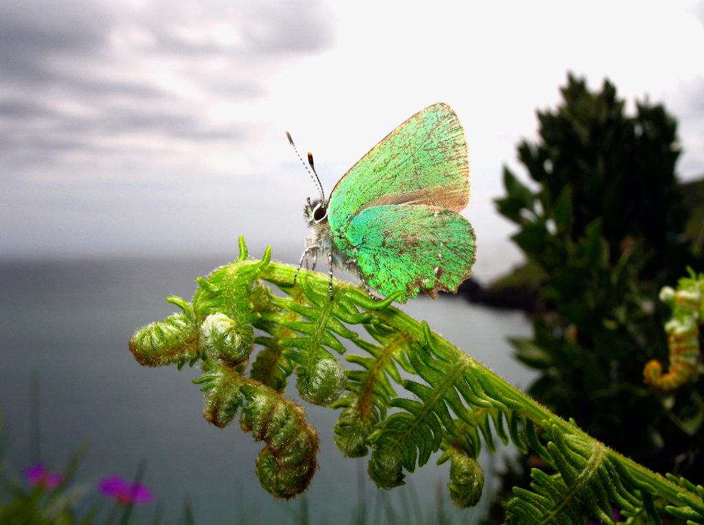 BMKF99 Green Hairstreak Butterfly perched on a fern, Devon Coast, UK.