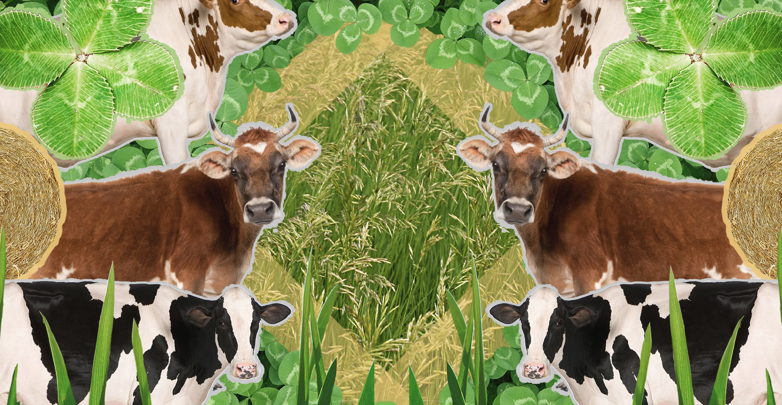Can beef farmers reduce their carbon footprint? Illustration by Rosamund Pearce for Carbon Brief.
