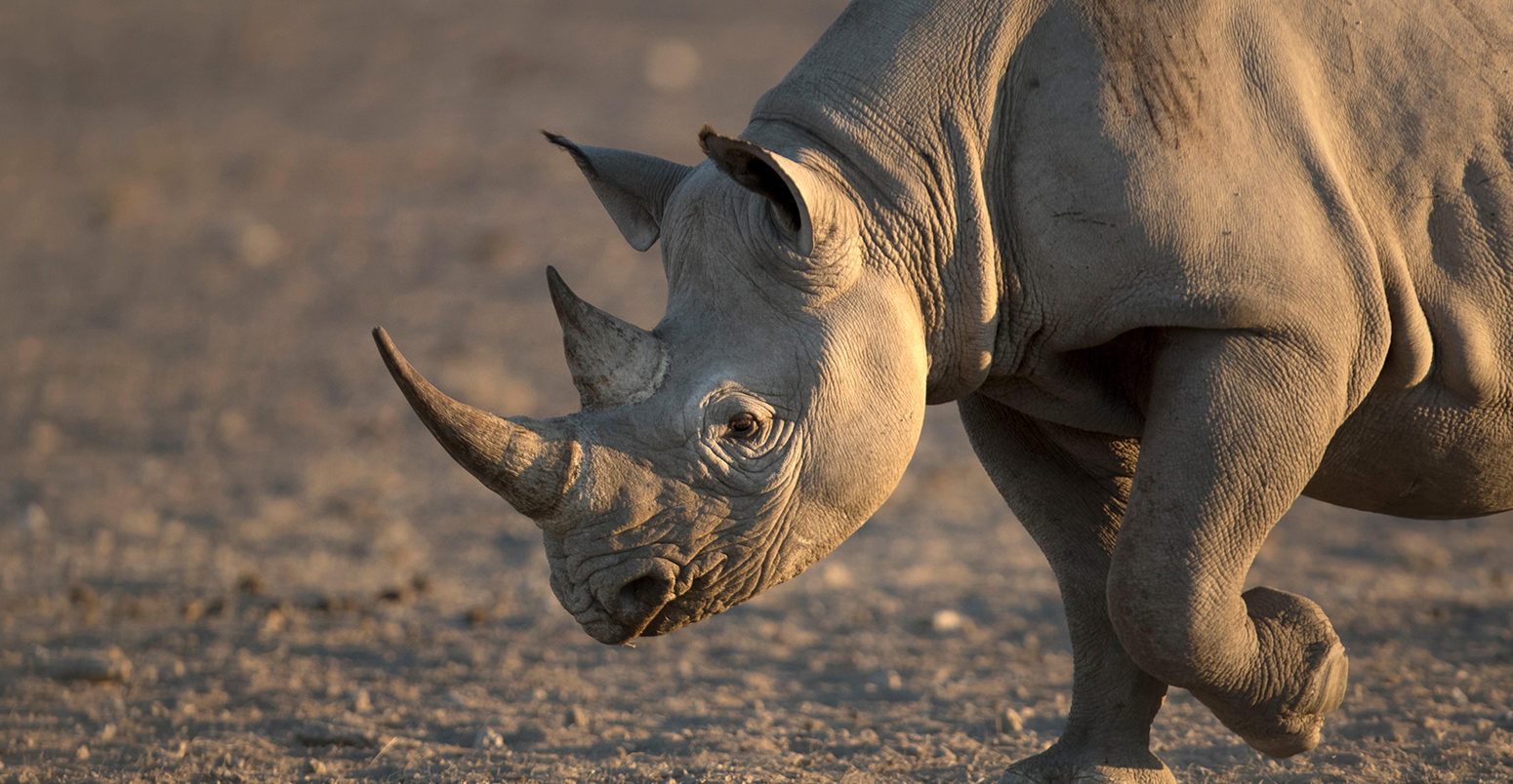 J0R50R Black Rhino walking to a water hole, Etosha National Park, Namibia