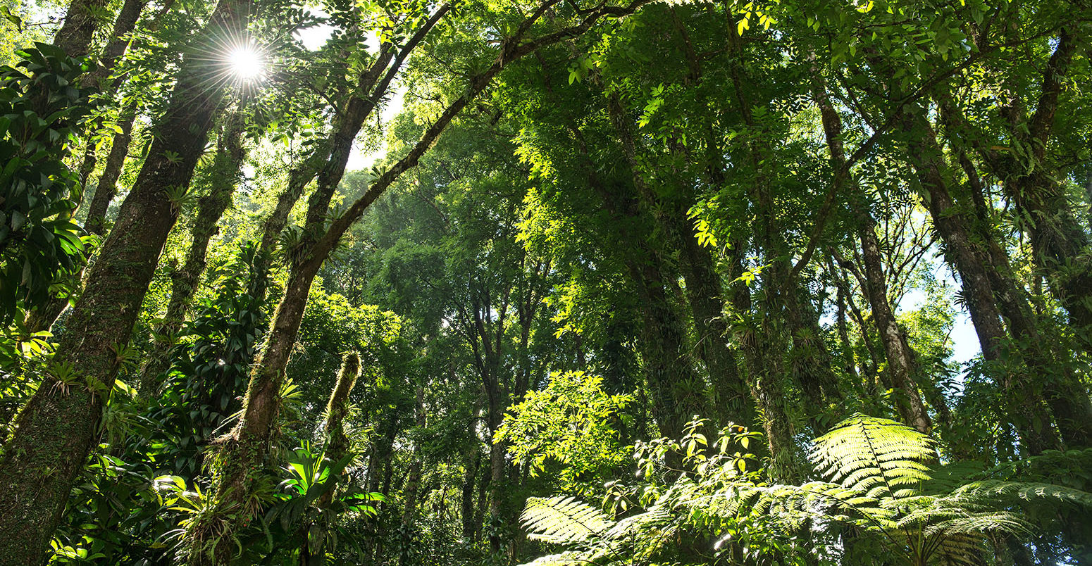 Tropical forest, Martinique Island, Caribbean Sea, France. Credit: David Giral / Alamy Stock Photo. D3C8D3