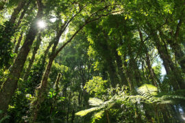 Tropical forest, Martinique Island, Caribbean Sea, France. Credit: David Giral / Alamy Stock Photo. D3C8D3