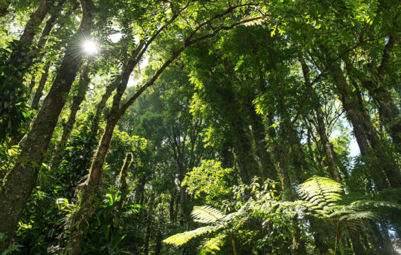 Tropical forest, Martinique Island, Caribbean Sea, France. Credit: David Giral / Alamy Stock Photo. D3C8D3