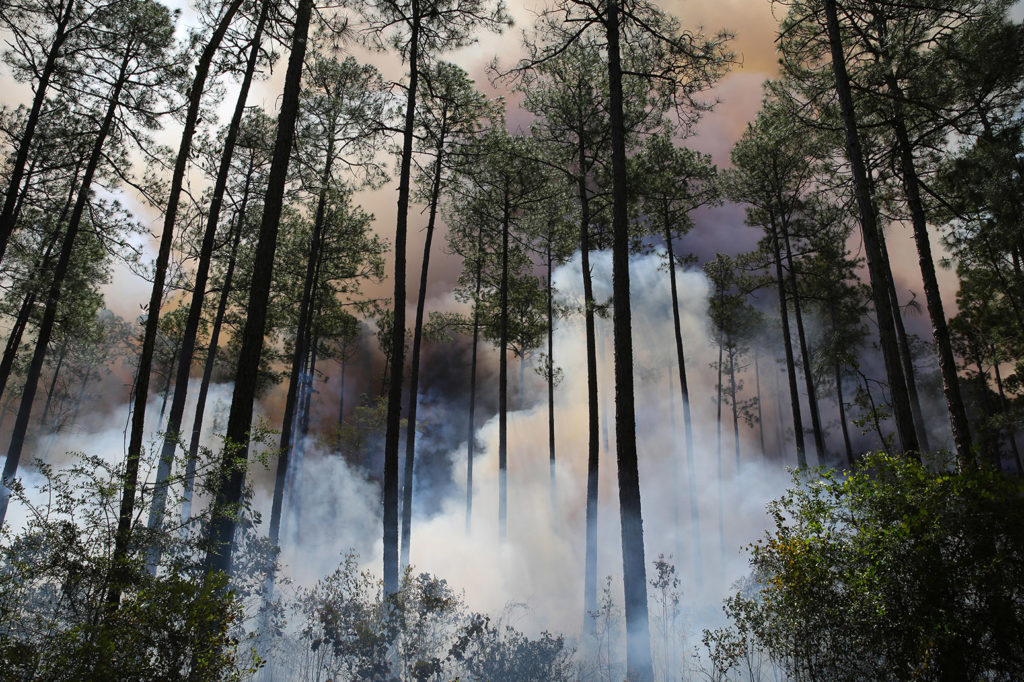 Prescribed burn, Longleaf Pine forest, US. Credit: Carol Dembinsky / Dembinsky Photo Associates / Alamy Stock Photo. G1GFXN