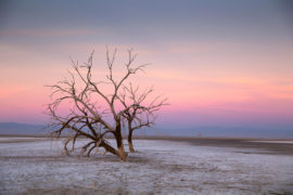Dead cottonwood trees in the early morning light. Salton City, California, US. 18 Feb 2014. Credit: Scott London/Alamy Live News. DTKAM7