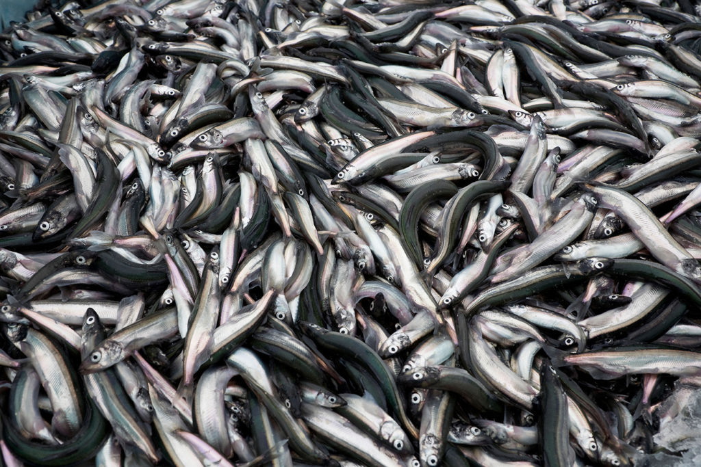 CFBRX4 Close-up of the capelin catch in Forteau, Labrador, Newfoundland and Labrador, Canada.