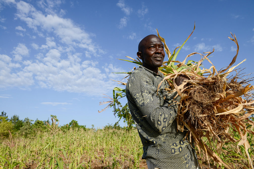 KENIA, Mount Kenya East, Region South Ngariama , extreme drought due to