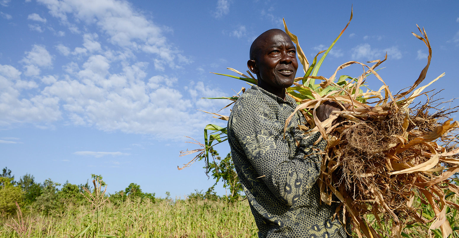 HMET0M KENIA, Mount Kenya East, Region South Ngariama , extreme drought due to lack of rain has caused massive water problems, farmer uproot his dried failed maize crop to feed his cattle.