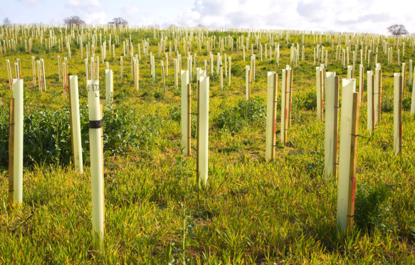 Newly planted field of trees in plastic protective tubes, Suffolk, UK. Credit: geogphotos / Alamy Stock Photo. CN10J3