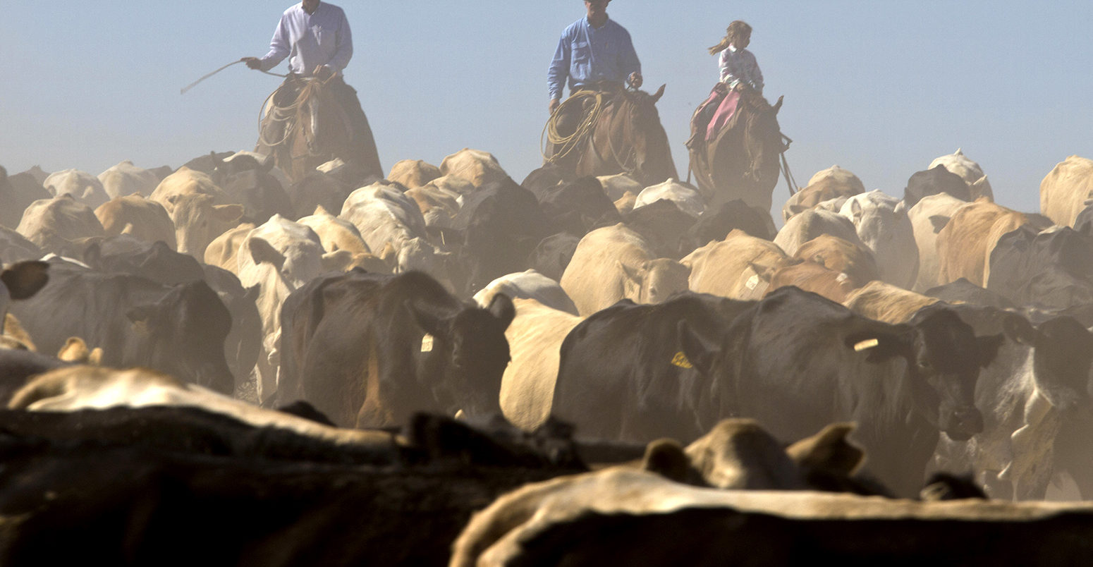 Cattle round-up before shipping on a West Texas ranch. Credit: Luc Novovitch / Alamy Stock Photo. MDHE8J