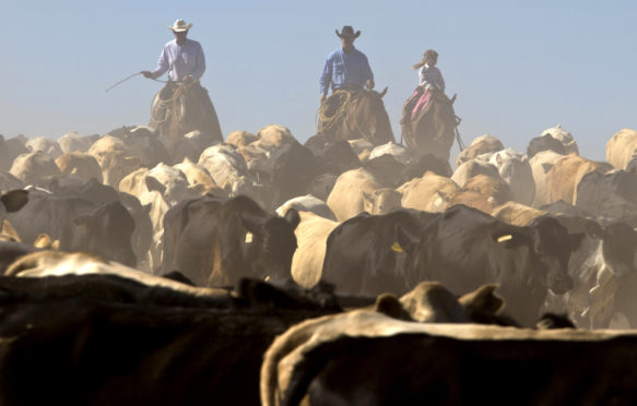 Cattle round-up before shipping on a West Texas ranch. Credit: Luc Novovitch / Alamy Stock Photo. MDHE8J