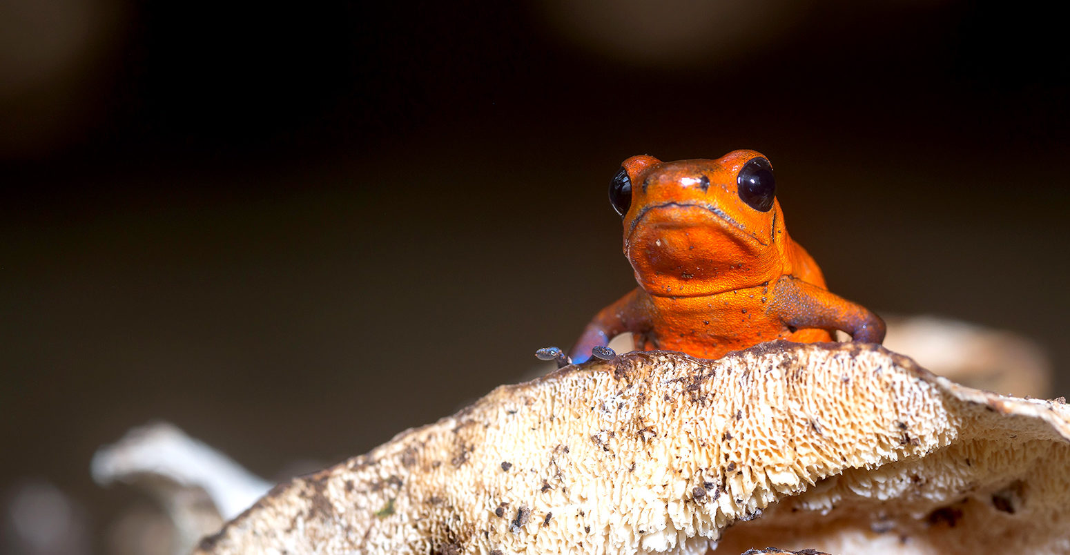 Strawberry Poison Frog, Oophaga pumilio-Sarapiqui, Costa Rica. Credit: Luis Louro / Alamy Stock Photo. JK188M