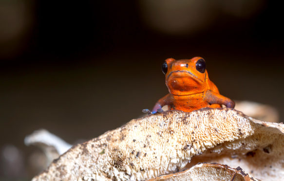 Strawberry Poison Frog, Oophaga pumilio-Sarapiqui, Costa Rica. Credit: Luis Louro / Alamy Stock Photo. JK188M