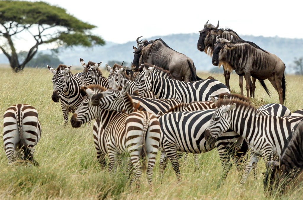 A dazzle of plains zebras, Tanzania. Credit: Bebedi / Alamy Stock Photo. M0XP56