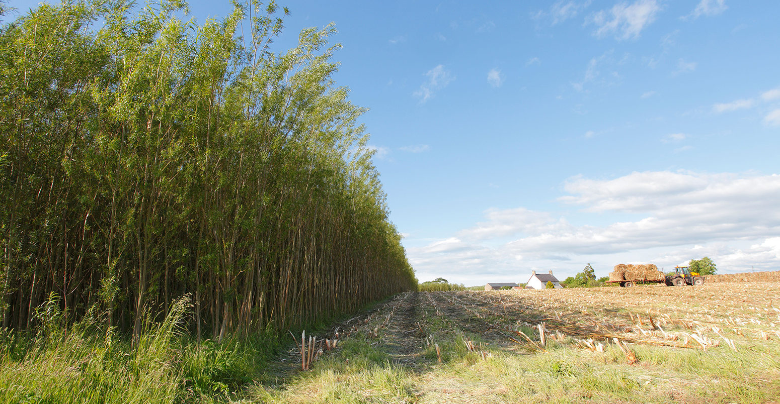 CRNDGA Willow Coppice Plantation half harvested near Carlisle, Cumbria, England, United Kingdom, UK