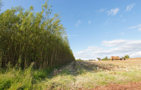 CRNDGA Willow Coppice Plantation half harvested near Carlisle, Cumbria, England, United Kingdom, UK