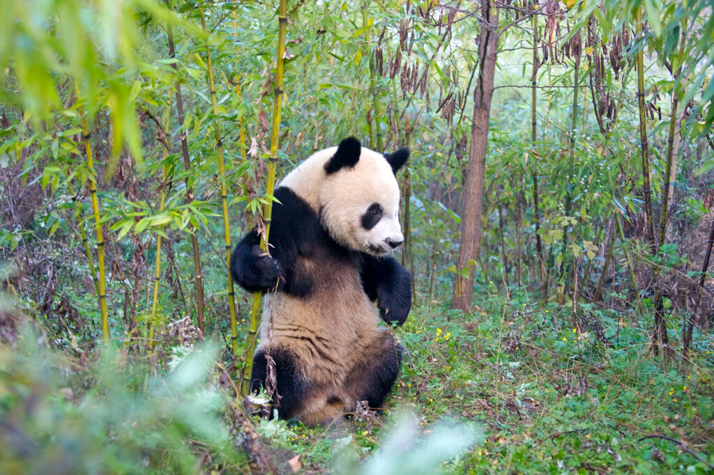 ginant-panda-china-1024x682.jpg