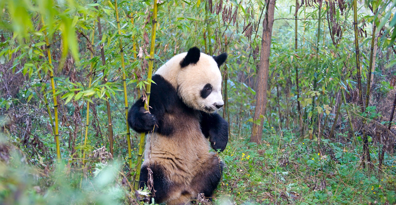 Giant Panda cub in the forest, Qinling, Shaanxi, China. Credit: Keren Su/China Span / Alamy Stock Photo. BR5YCF