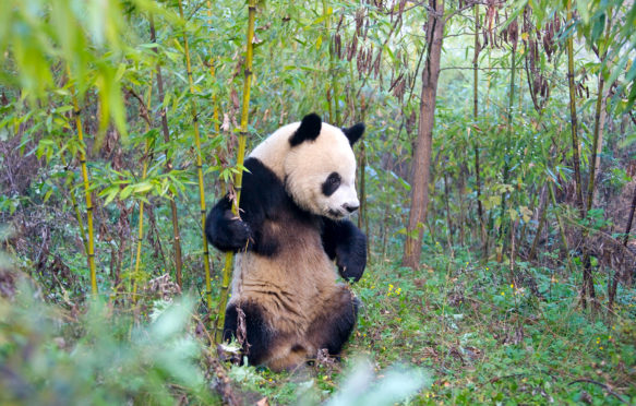 Giant Panda cub in the forest, Qinling, Shaanxi, China. Credit: Keren Su/China Span / Alamy Stock Photo. BR5YCF