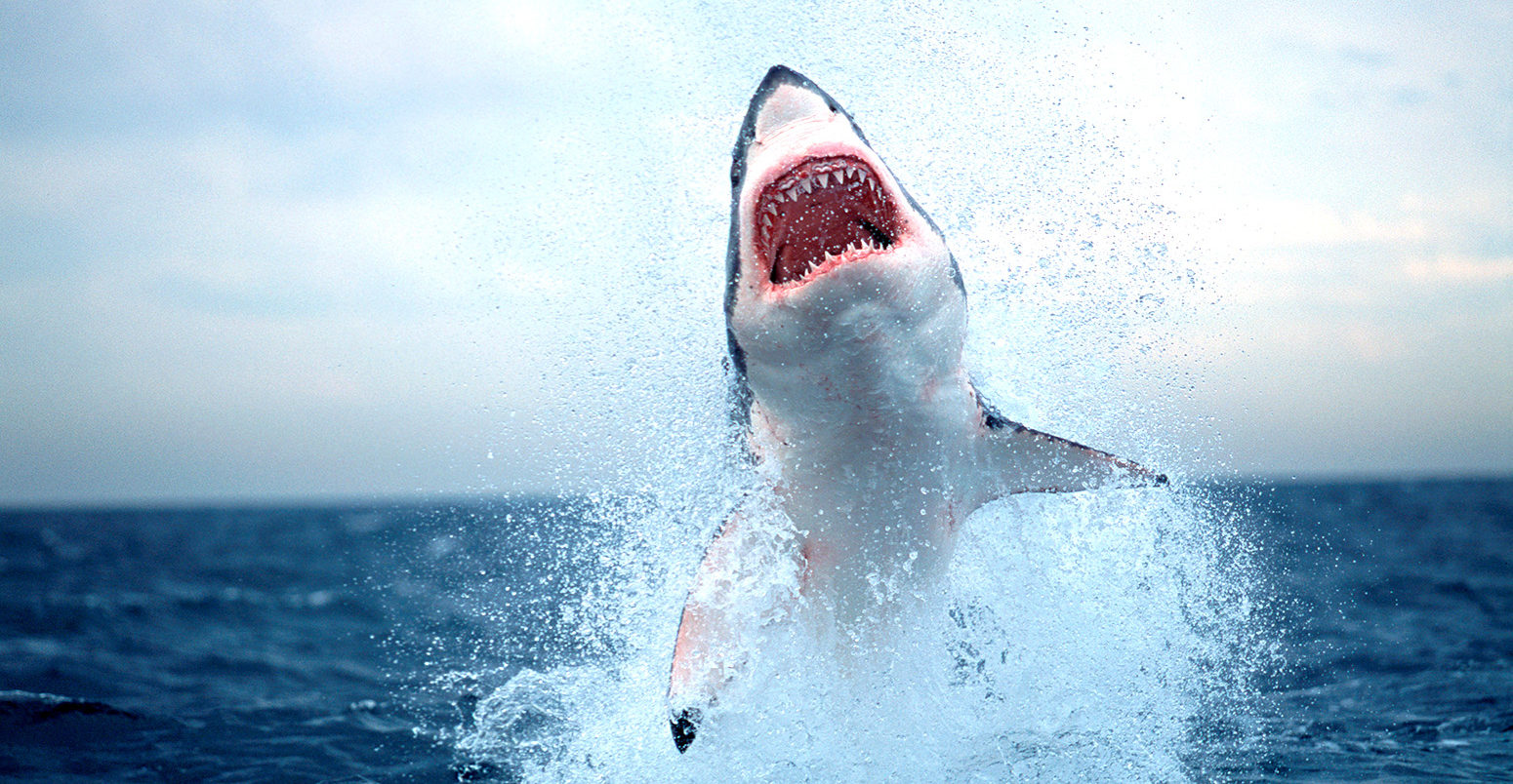 A Great White Shark jumping out of the ocean