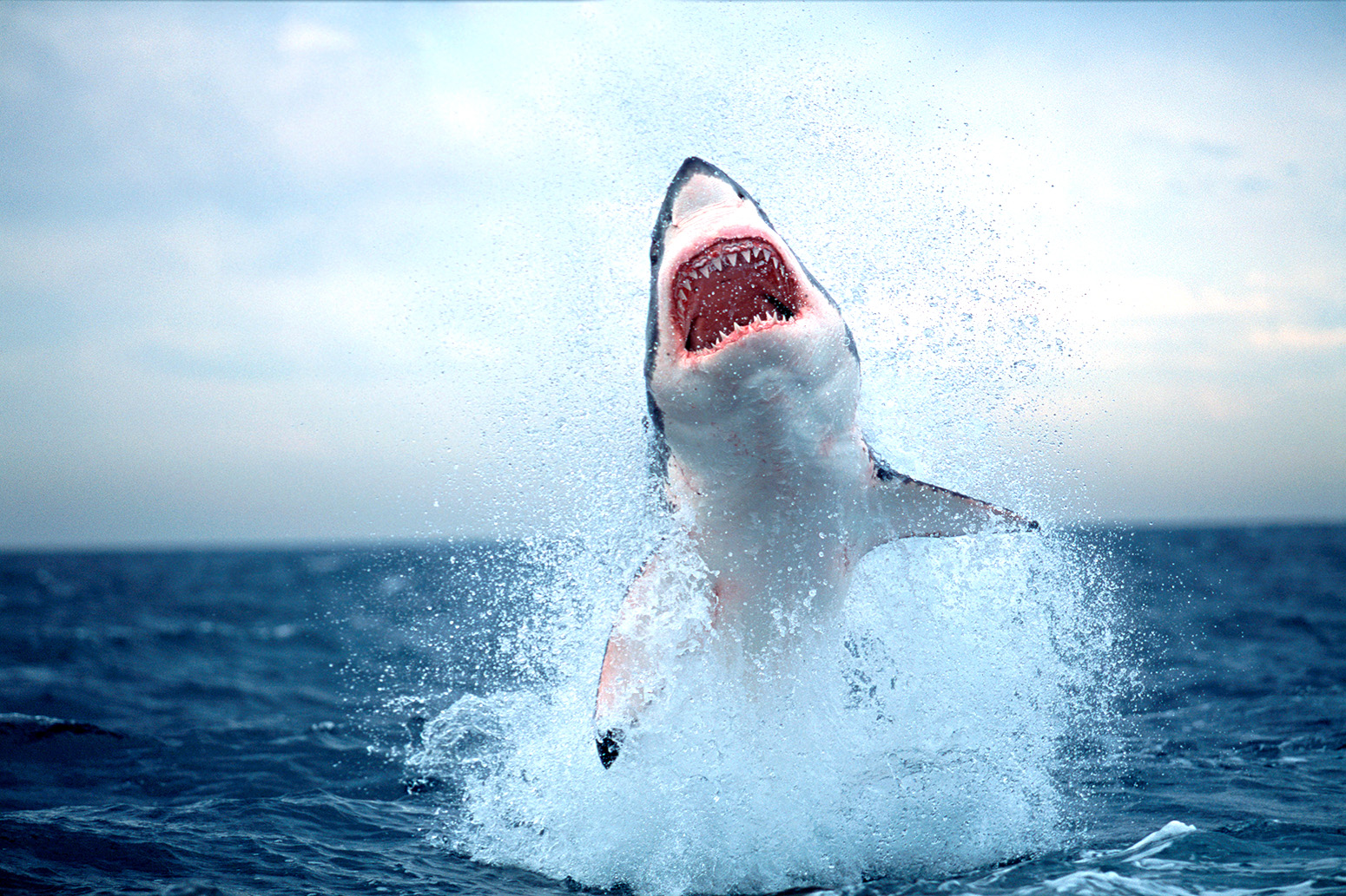 great white shark in the water