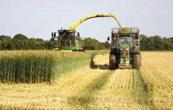 Harvesting rye crop for use as fuel for electricity generation, Shottisham, Suffolk, England. Credit: geogphotos / Alamy Stock Photo. D9TARB